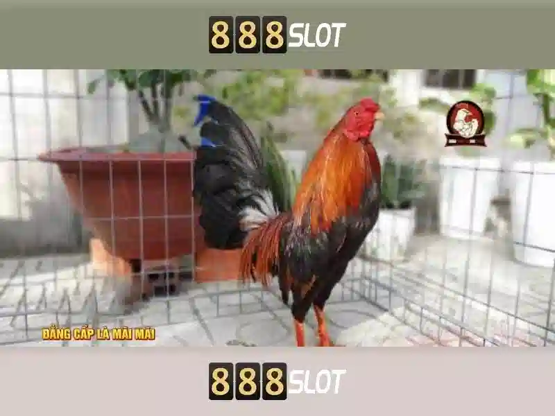 💎sin88 nhà cái💎 - sin88 lấy mã - sin88 đăng nhập