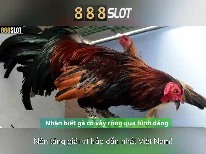 💎ty le ca cuoc bong da nu💎